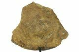 Fossil Hadrosaur Limb Bone Section w/ Metal Stand - South Dakota #383111-1